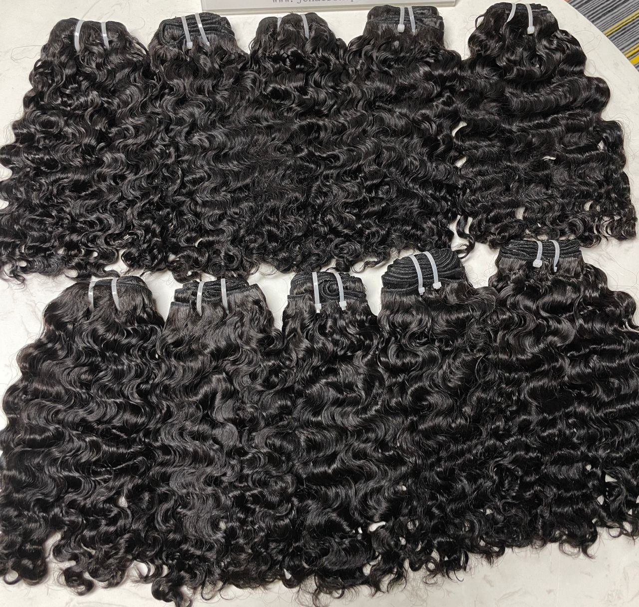 Exquisite Burmese Curly - On Hand